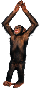 Monkey PNG-18742